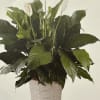 6inch peace Lilly  and basket