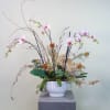 Double up your orchid and make it two! This product includes 2