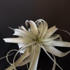 Tillandsia xerographica - Air Plant