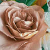 Alright, this bouquet? Next-level classy. Think warm caramel roses, golden orchids, and