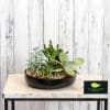 A modern assortment of succulents are designed in a modern ceramic bowl.