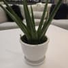 Aloe Plants like bright, indirect sunlight and deep but infrequent watering. Aloe