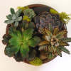 A delightful collection of low-maintenance succulents elegantly arranged in a ceramic container