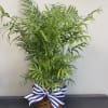 Send your condolences, congratulations, or thank you with this palm plant. 
