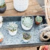 Send the gift of a succulent! Hearty, cute and great for any