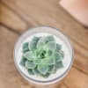 Send the gift of a succulent! Hearty, cute and great for any