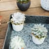 Send the gift of a succulent! Hearty, cute and great for any