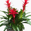 Three bromeliad plants in a ceramic container