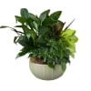 A deep green fresh plant filled basket to bring life and peace
