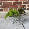 A deep green fresh plant filled basket to bring life and peace