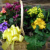 Colorful design of live potted plants in bloom. This long-lasting gift is