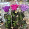 Single preserved rose in a box with bow.
Available in red, lavender, hot