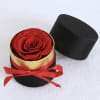 The Preserved Rose CD Box features 100% real natural roses, each carefully