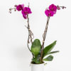 Two single purple orchids in a white pot with kiwi branch. 