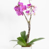 This is a stunning lavender orchid combination. An air plant is adorned