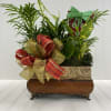 A beautiful assortment of traditional House plants in a decorative container. Together
