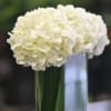 Contemporary white flower arrangement of Hydrangea 
