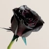Our eye-catching roses will enchant everyone with their dramatic beauty. These radiant
