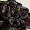 Our eye-catching roses will enchant everyone with their dramatic beauty. These radiant