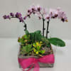 An elegant arrangement of mini orchids surrounded by a variety of fresh