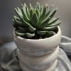 This does make a Statement.  A large Single Succulent  potted