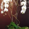 This stunning double white orchid arrangement includes two potted white Phalaenopsis orchids