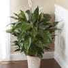 Our lush lily lives up to its name, with exuberant green leaves