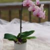This Pink Phalaenopsis Orchid is stunning!  It arrives in a modern