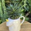 A living succulent selected and grown to complement a mug about 4