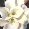 This classy bridal bouquet of Mini Calla Lilies is simple elegance at