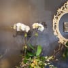 Our orchids comes from the top orchids farm in the tri-state. Please
