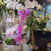 Our orchids comes from the top orchids farm in the tri-state. Please