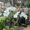 Our orchids comes from the top orchids farm in the tri-state. Please