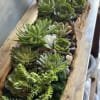 Experience serenity with our stunning Succulent Garden arrangement. Perfect for home or