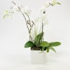  A double white mini phalaenopsis orchid with a yellow throat dressed