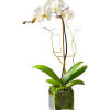 Hard to say, but easy to love. That&#039;s the striking Phalaenopsis orchid.