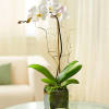 Hard to say, but easy to love. That&#039;s the striking Phalaenopsis orchid.