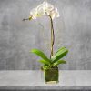 Hard to say, but easy to love. That&#039;s the striking Phalaenopsis orchid.