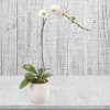 A beautiful and classic single stem white orchid. Perfect for all occasions
