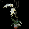A graceful display of elegance, this Pure Romance arrangement features two sturdy