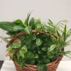 Dish garden is a nice combination of 5 small plants in a