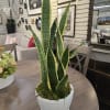 A large sized Snake Plant in a modern pot. Snake Plants are