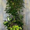 This display of large assortment of green plants is low maintenance, perfect