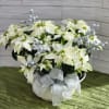 Large White Poinsettia plant, great to send to a loved one. May