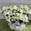 Large White Poinsettia plant, great to send to a loved one. May