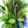 This versatile basket of potted green plants adds beauty, life and fresh