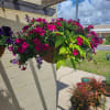 Hanging Blooming Plant Basket with Coconut Fiber Liner.
Blooming Plant Variety And Colors