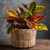 The timeless croton plant all the colors that are in each leaf