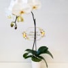 White or various colors Phalaenopsis Orchid single stem, in ceramic container. Color