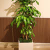 this dracaenas are available in many different varieties and sizes .
